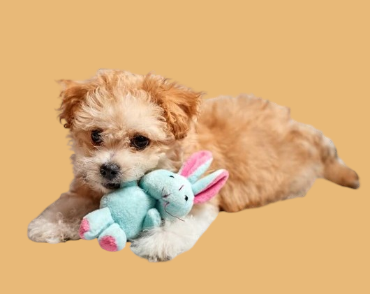 Treat your dog to some cuddly companionship with our selection of plush toys. Perfect for snuggling up with or carrying around the house.